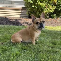 Jolene - French Bulldog