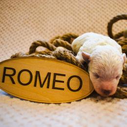Romeo - White male Maltipoo puppy in Rainbow City, Alabama from Southland Farm Kennels