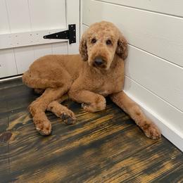 Rossi - Goldendoodle