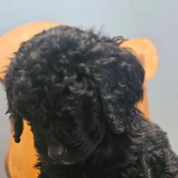 Abby - Parti female Goldendoodle puppy in Kansas City, Missouri from Poppy's Doodles