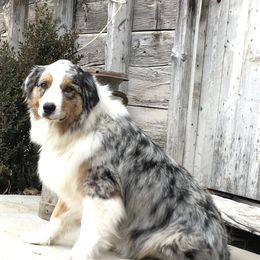 June - Australian Shepherd