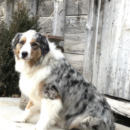 June - Australian Shepherd