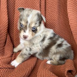Red - Red merle male Australian Shepherd puppy in Oxford, Florida from SoCo Aussies