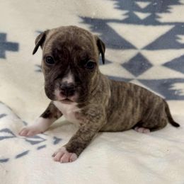 Fawn Brindle Male 3 - Fawn brindle male American Pit Bull Terrier puppy in Nine Mile Falls, Washington from Bartin Kennels