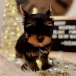 Ocean - Yorkshire Terrier