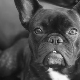 French Bulldogs from Mac’s Finest Bulldogs