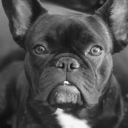 French Bulldogs from Mac’s Finest Bulldogs