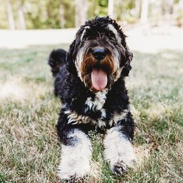 Bernedoodles and Goldendoodles from Mae’s Doodles of Georgia
