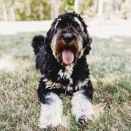 Bernedoodles and Goldendoodles from Mae’s Doodles of Georgia