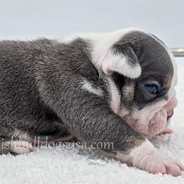 Pickles - Blue tri-color male Bulldog puppy in Elliottsburg, Pennsylvania from Pappy's Bulldogs