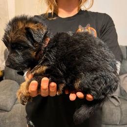 Selina - Black and red female German Shepherd puppy in Quartz Hill, California from Von Gonzalez Kennel