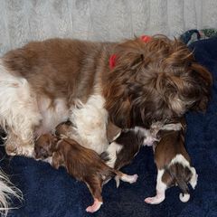 Shichon Puppies from Nebula Nest