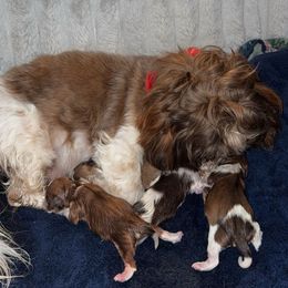 Shichon Puppies from Nebula Nest