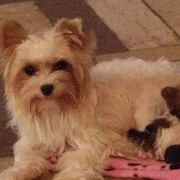 Allie - Yorkshire Terrier