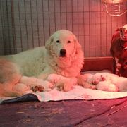 Bolo (Be on the Lookout) - Maremma Sheepdog