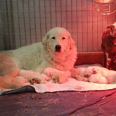 Bolo (Be on the Lookout) - Maremma Sheepdog