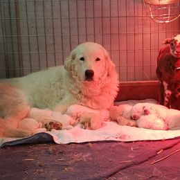 Bolo (Be on the Lookout) - Maremma Sheepdog