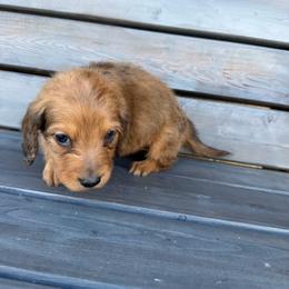 Woody - Dapple male Dachshund puppy in South Willard, Utah from Doxies in the Sun