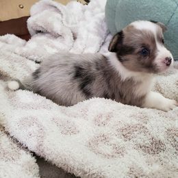 Mario - Blue merle and white male Cardigan Welsh Corgi puppy in Myton, Utah from Cardigan Corgi Cuties 💓