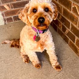 Marley - Goldendoodle