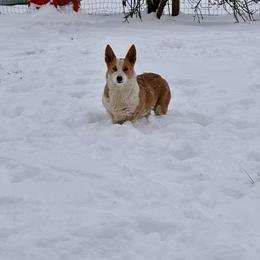 Khaleesi - Pembroke Welsh Corgi