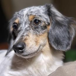 Pearl - Dachshund