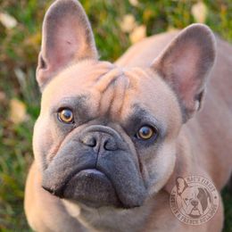 French Bulldog All Grown Up from Mac’s Finest Bulldogs