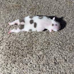 Lilac Splash Boy - Lilac male Boston Terrier puppy in Red Rock, Arizona from Knucklez Kids