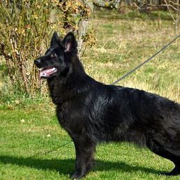 Moda - German Shepherd