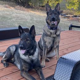 German Shepherd puppies from Valor-K9s
