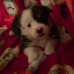 Tootsie - White and black female Pembroke Welsh Corgi puppy in Clear Spring, Maryland from Rose Petal Farm