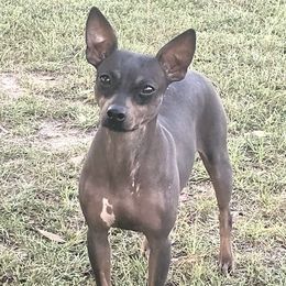 Cinder - American Hairless Terrier