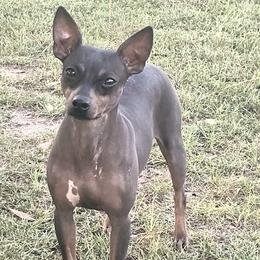 Cinder - American Hairless Terrier