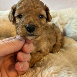 Winter - Red and white female Cockapoo puppy in Adrian, Oregon from ApplebyFarm