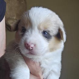 Oscar - Blue merle and white male American Corgi puppy in Neosho, Wisconsin from GC Farms Corgis