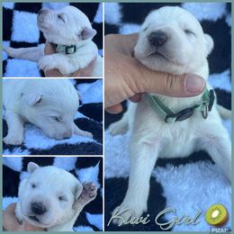 Kiwi Girl - White female German Shepherd puppy in Oroville, California from CS Vista Farms