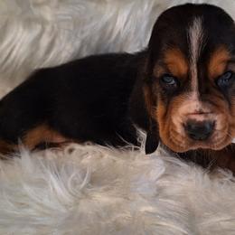 Dixie - Black brown and white female Basset Hound puppy in Mack's Creek, Missouri from Mack's Creek Basset Hounds