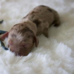 Clover - Chocolate and cream male Dachshund puppy in Morrow, Ohio from Courtney’s Colorful Doxies