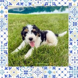 Logger  - sweetest boy - Tri-color male Bernedoodle puppy in Bowling Green, Ohio from Windy Creek Doodles