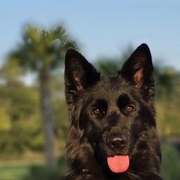 Nova - German Shepherd