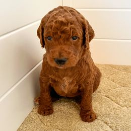 Poodle Puppies from Yellow Dog Farm