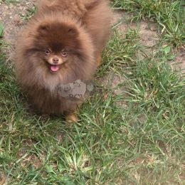 Chocolate tan male - Chocolate and tan male Pomeranian puppy in Carlinville, Illinois from BCW POMERANIANS