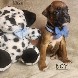 Olive - Fawn male Boxer puppy in Aurora, Missouri from Pick A Pup