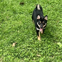 Shiba Inu Puppies from Haste