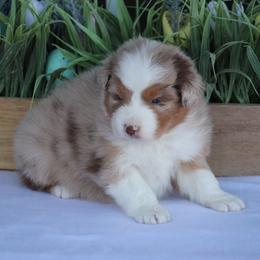 Rose - Red merle female Australian Shepherd puppy in Circleville, Utah from Canyon Creek Aussies