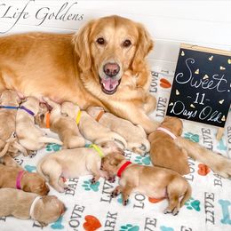 Golden Retriever Puppies from Ruff Life Goldens