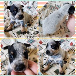 Girl 4 - Blue female Australian Cattle Dog puppy in Bradford, Arkansas from Cedar Rock Heelers and Kelpies