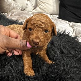 Poodles from CashEuro Poodles