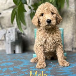 Goldendoodle Puppies from BLK