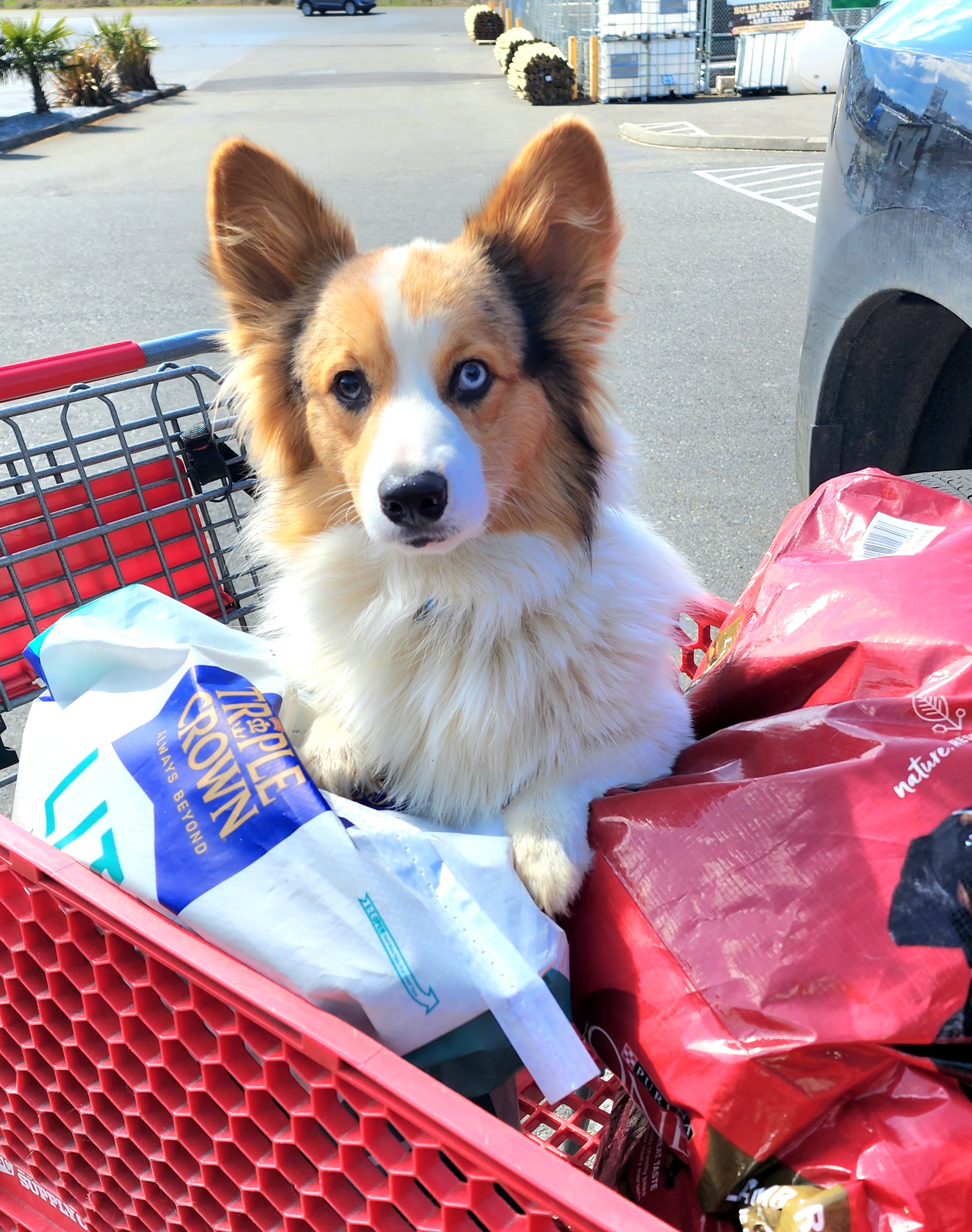 Tex - American Corgi